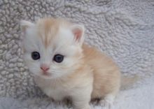 loving and playful Munchkin kittens available Image eClassifieds4u 1