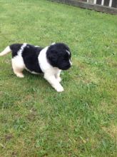 Beautiful Blue Staff Pups Image eClassifieds4u 1