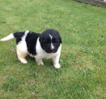 Beautiful Blue Staff Pups Image eClassifieds4u 2