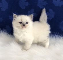 Ragdoll kittens available Image eClassifieds4U