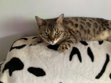 Ready now Beautiful Bengal kittens Image eClassifieds4U