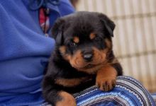 Rottweiler puppies available , Vaccinated and dewormed. Image eClassifieds4u 1