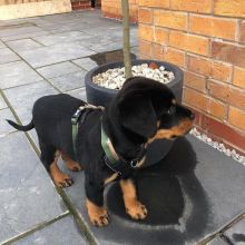 Rottweiler puppies available , Vaccinated and dewormed. Image eClassifieds4u 2