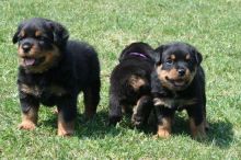 Rottweiler puppies available , Vaccinated and dewormed. Image eClassifieds4u 1