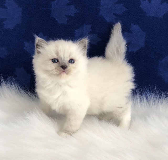 Ragdoll kittens available Image eClassifieds4u