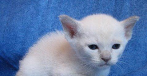 very sweet and gentle Tonkinese kittens Image eClassifieds4u
