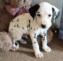 black spotted Dalmatian puppies ready to leave