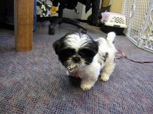 Adorable outstanding SHIH TZU Puppies ready
