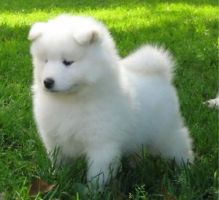 Beautiful Samoyed Puppies for adoption.