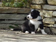 Beautifully marked, black & white border collies