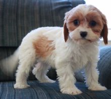 Cavachon puppies for sale,