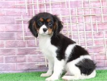 Cavalier King Charles Spaniel puppies