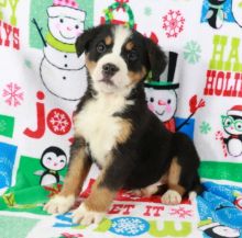 Cute Bernese Mountain Dog Puppies.