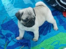 Fawn Pug Puppies Available for Adoption.