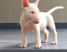Female and male Bull terrier puppies