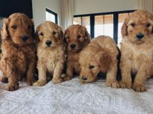 Goldendoodle Puppies for Sale Email us
