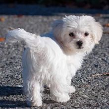 Gorgeous Teacup Maltese puppies, male and female