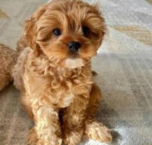 male and female cavapoo puppies