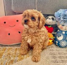 male and female cavapoo puppies