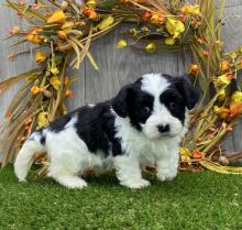 Outstanding Havanese puppies for adoption