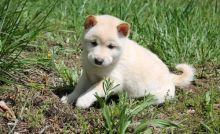 Quality Shiba Inu puppies