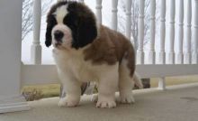 Saint Bernard Puppies for Sale Email us
