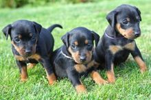 Super doberman puppies