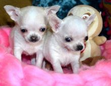 Teacup Chihuahua puppies