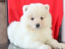 Top quality Samoyed Puppies Available.