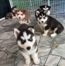 Two Adorable Siberian Huskies Puppies For Adoption