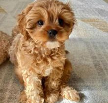 Very well behaved 12 week old. CAVAPOO PUPPIES