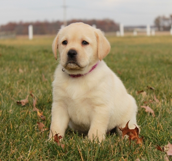 Cute Labrador puppies Ready for New their new home Image eClassifieds4u