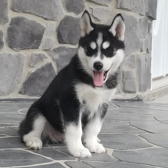 Husky puppies for sale looking for there forever loving homes. Image eClassifieds4u
