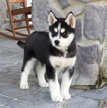 2 husky pups 1 male with blue eyes 1 female Image eClassifieds4U