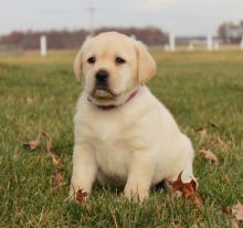 Cute Labrador puppies Ready for New their new home Image eClassifieds4U