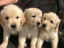 Golden Retriever Puppies For New Homes Image eClassifieds4U