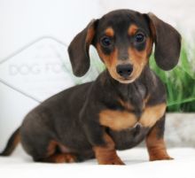 Miniature Dachshund puppies for sale Image eClassifieds4U