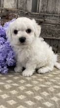 The Bichon Frise is eager to make friends with strangers Image eClassifieds4U