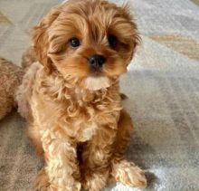 Very well behaved 12 week old. CAVAPOO PUPPIES Image eClassifieds4U