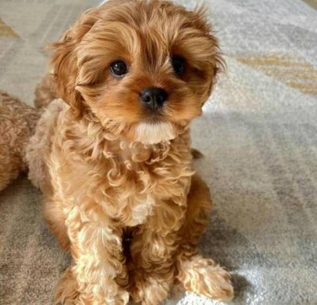 male and female cavapoo puppies Image eClassifieds4u