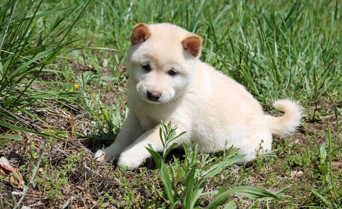 Quality Shiba Inu puppies Image eClassifieds4u