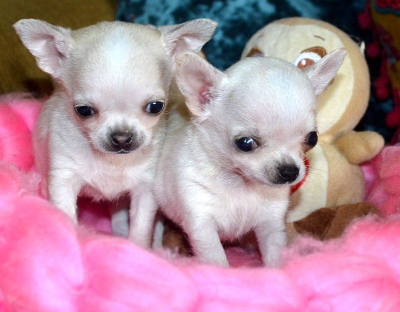 Teacup Chihuahua puppies Both male and female. Image eClassifieds4u