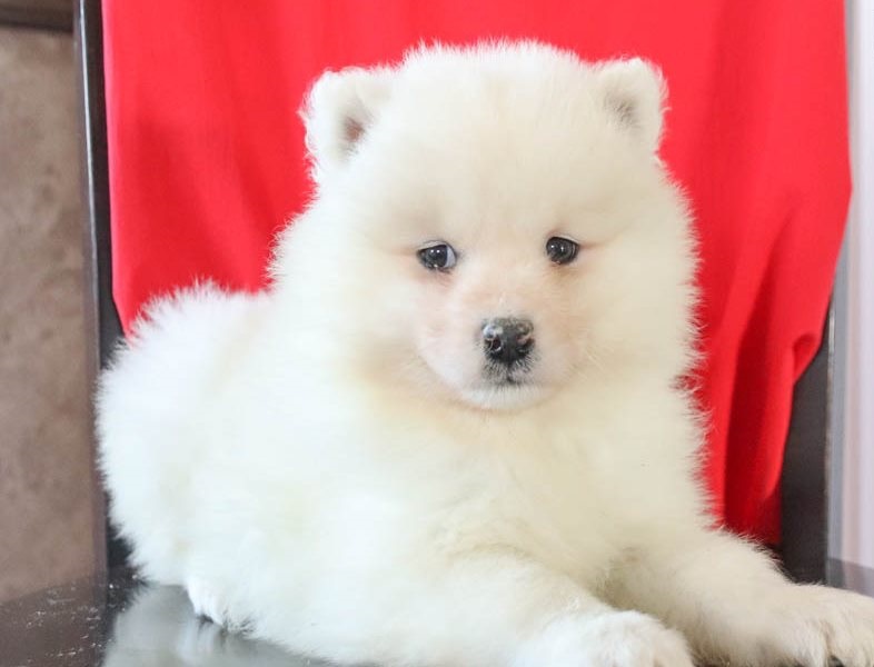 Top quality Samoyed Puppies Available. Image eClassifieds4u