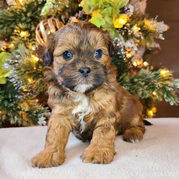 We have a stunning litter of shihpoo puppies Image eClassifieds4u