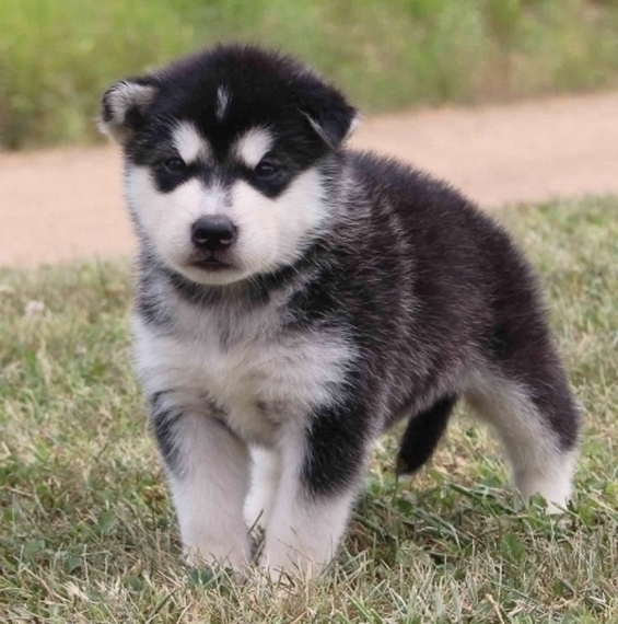 We have Pure Bred Alaskan Malamutes Puppies ready Image eClassifieds4u