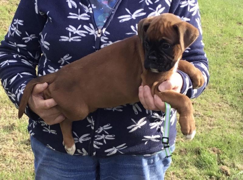 Lovely boxer puppy needs a home Image eClassifieds4u