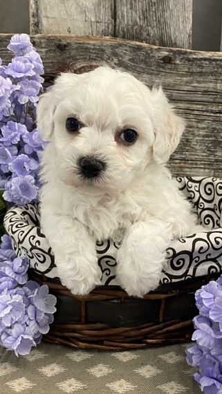 The Bichon Frise is eager to make friends with strangers Image eClassifieds4u