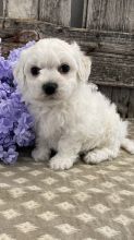 The Bichon Frise is eager to make friends with strangers,