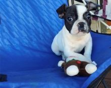 Well Trained French Bulldog puppies.