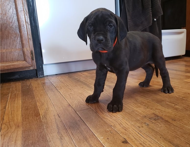 Healthy Great Dane Puppies For Sale. Image eClassifieds4u